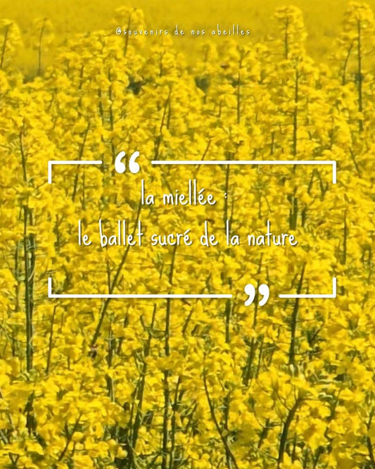 La Miellée : Le Ballet Sucré de la Nature