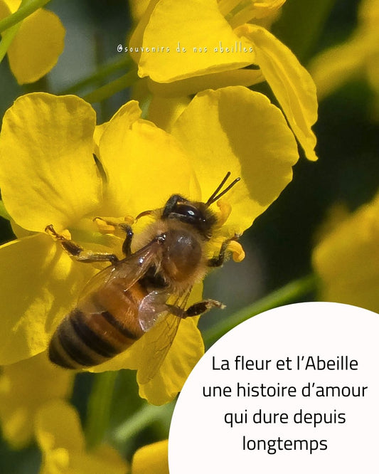 Un jeu de séduction invisible… pour une promesse sucrée
