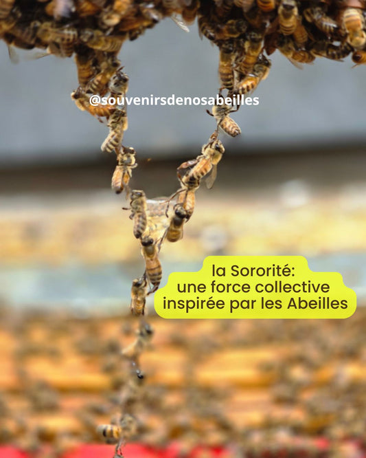 La sororité une alliance humaine inspirée des abeilles