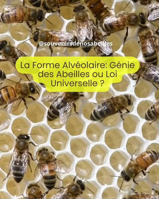 La Forme Alvéolaire : Génie des Abeilles ou Loi Universelle ?